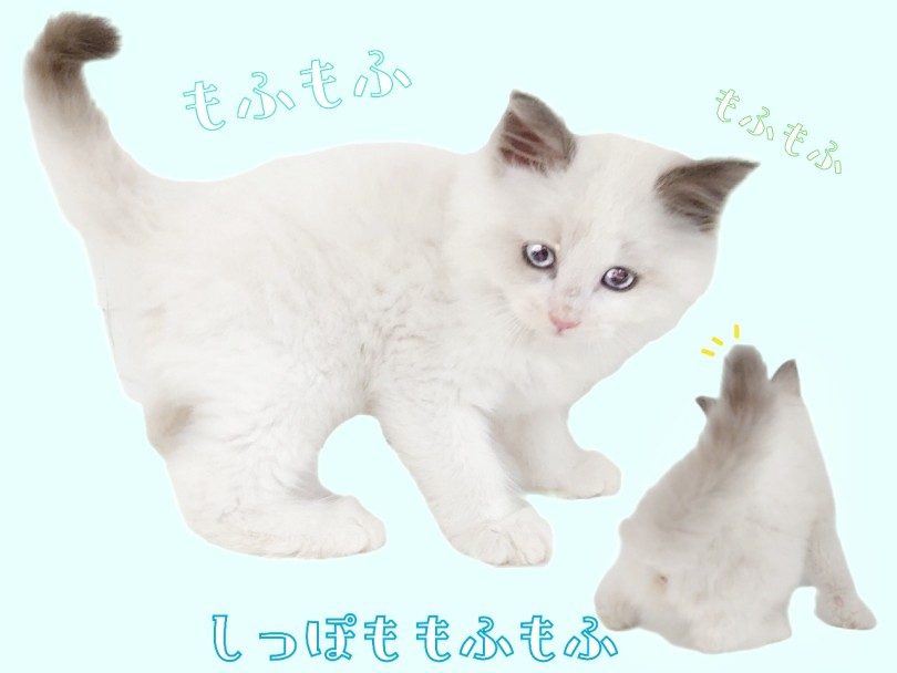ふわふわ美ネコくん♪ | ラグドール （04-13） - さいたま 武蔵浦和店