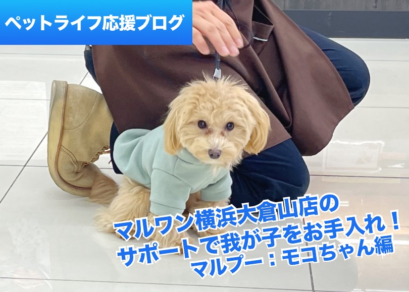 個別指導 】完全不定期開催！Mr.Kのドッグトレーニング（マルプー編