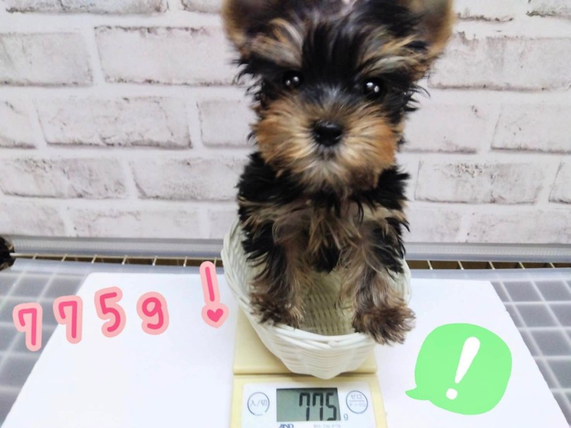 生後2ヶ月、現在の体重は775g | ヨークシャーテリア （04-16） - さいたま 武蔵浦和店
