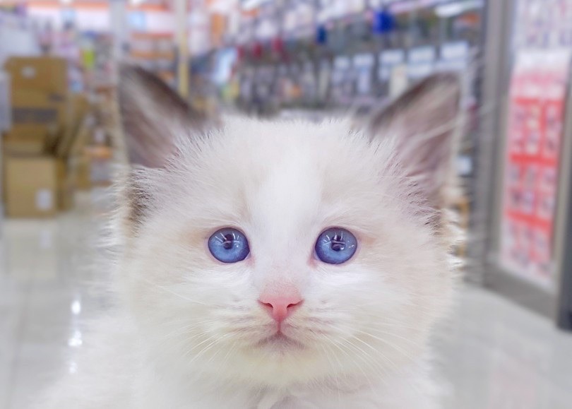 ふっくらした丸いお顔立ちと青い瞳 | ラグドール （06-17） - 横浜 大倉山店
