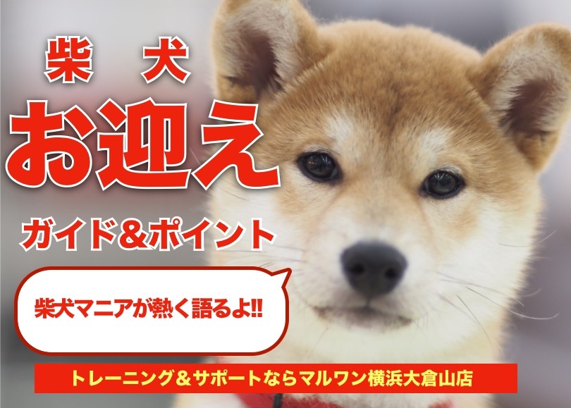 柴犬 】お迎えガイド＆育てるポイントを柴犬マニアが熱く語ります