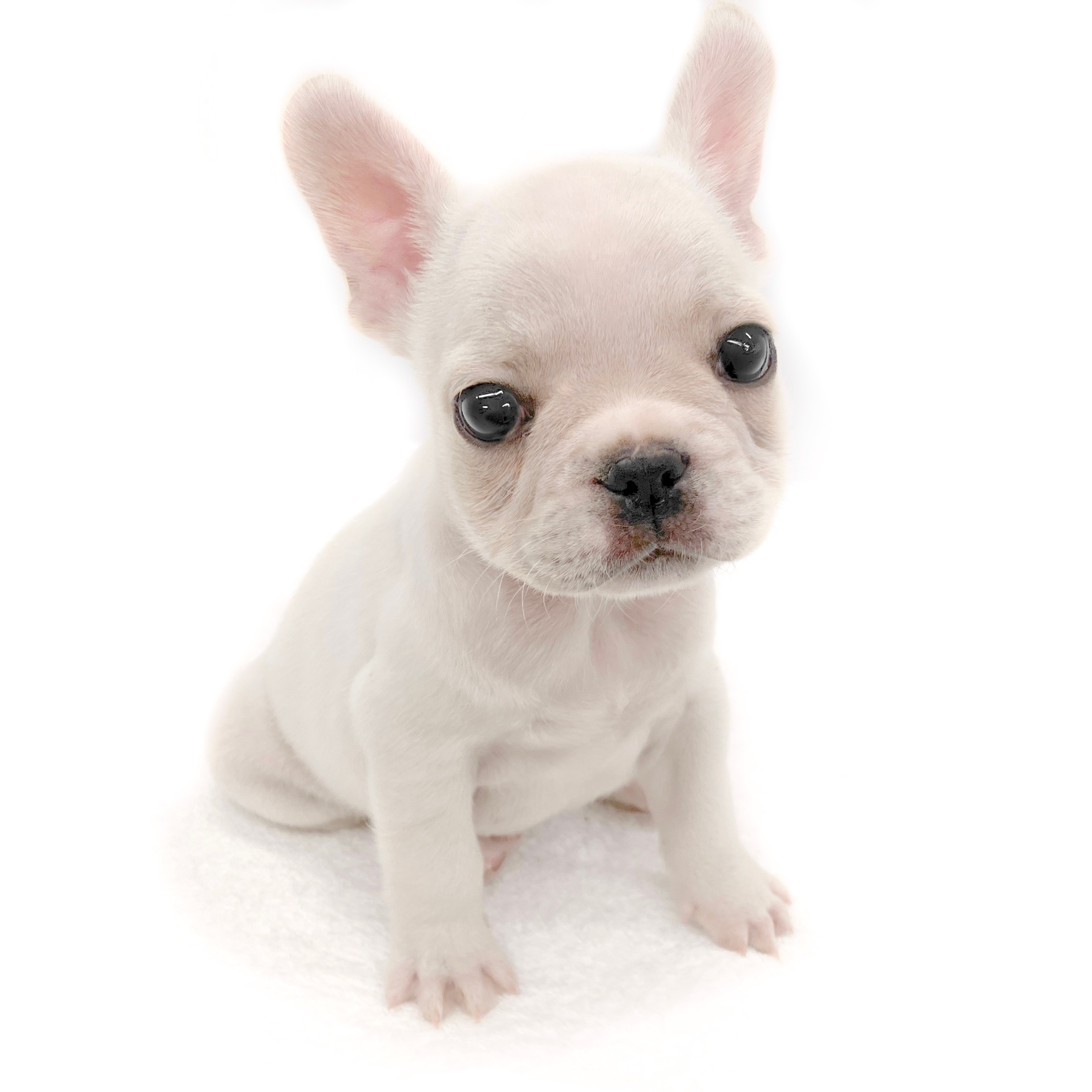 フレンチブルドッグ | ペットショップ マルワン 小さめ子犬 美形な子猫