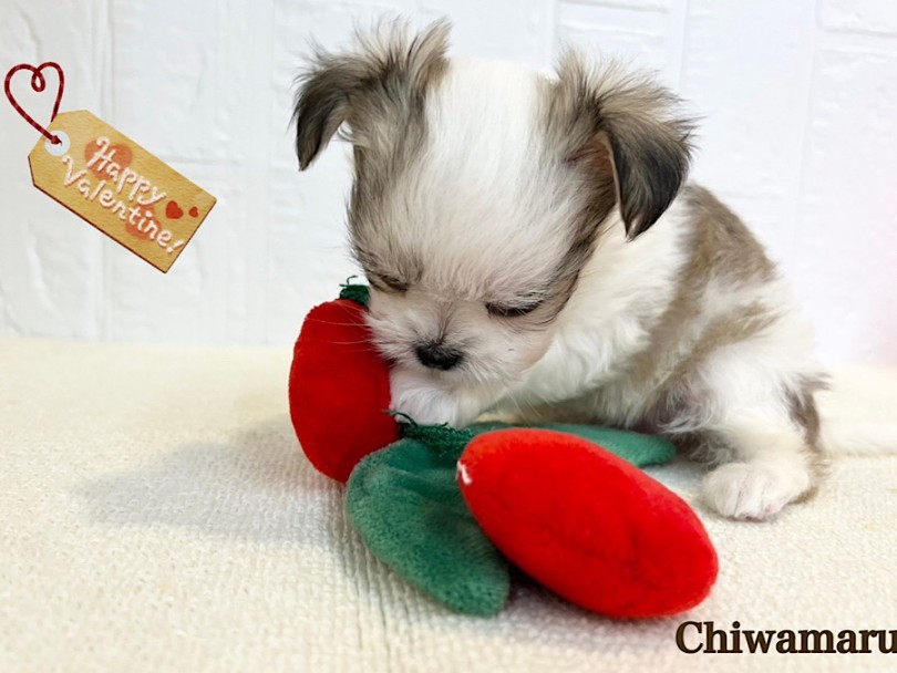 ミックス 】港北NT店人気ミックス犬！プッチーサイズのチワマルちゃん 