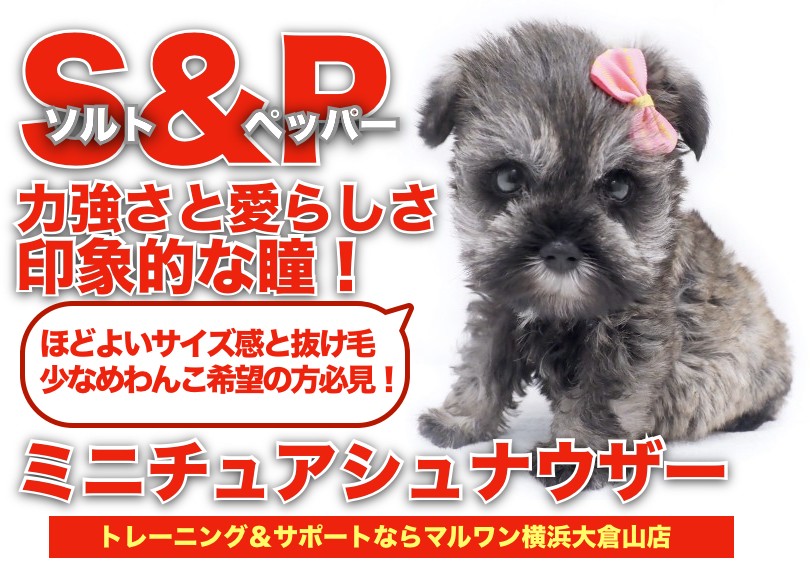 ワンワン ミニチュア チワプー 】早くもおトイレマスター！ドールフェイスが愛らしい