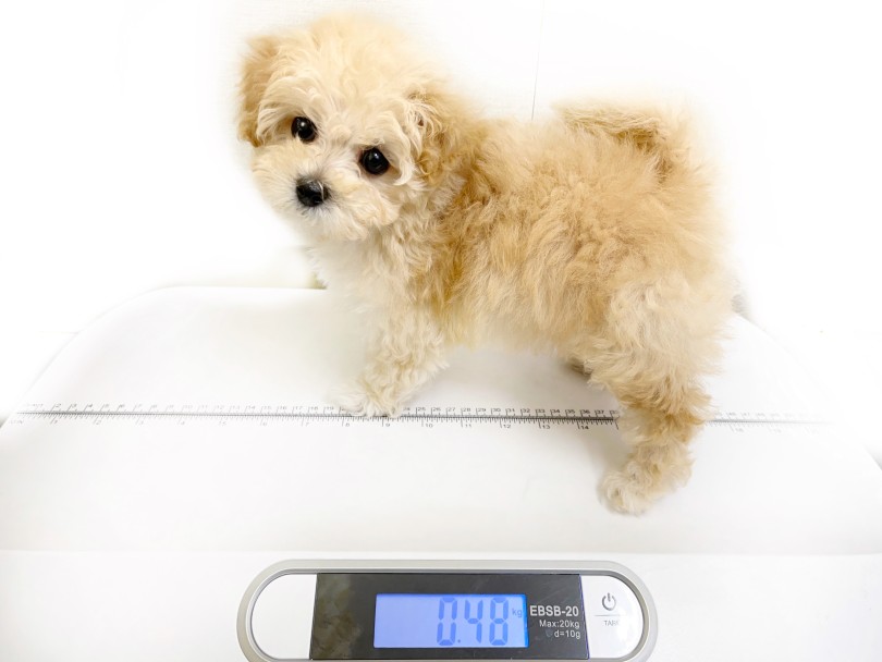 成犬時の推定体重は2.0kg～2.5kg | MIX犬 マルプー （09-7） - 板橋 志村坂下店