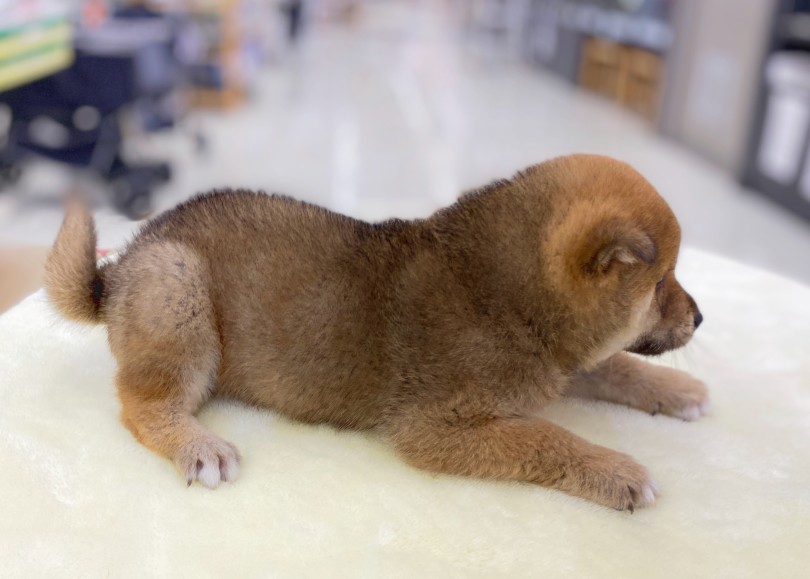 むっちり体型のコロコロボディ | 柴犬 （06-30） - 横浜 大倉山店