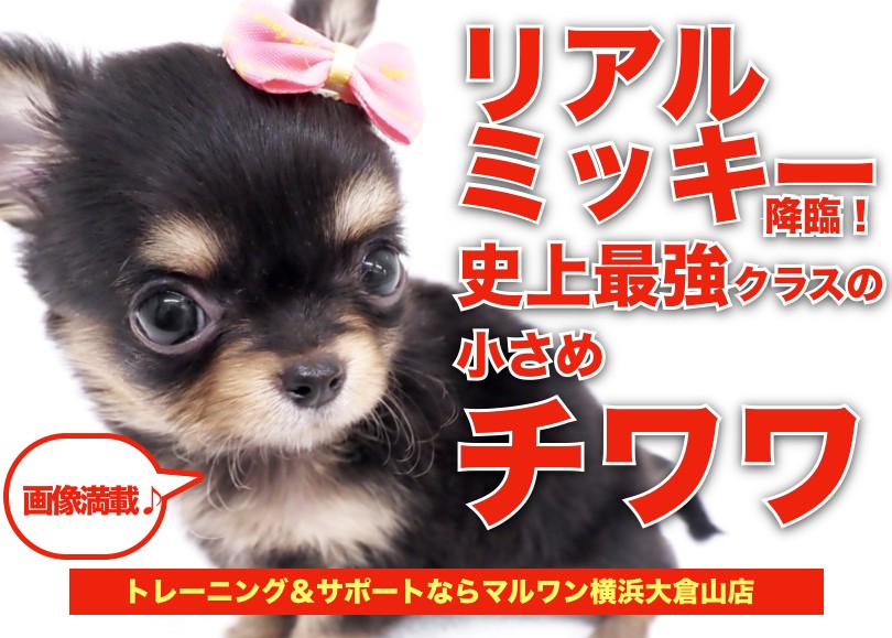 抜き苗♥️可愛い✨チワワ✨ 28f9e8bf54da354d9369a974ccb098