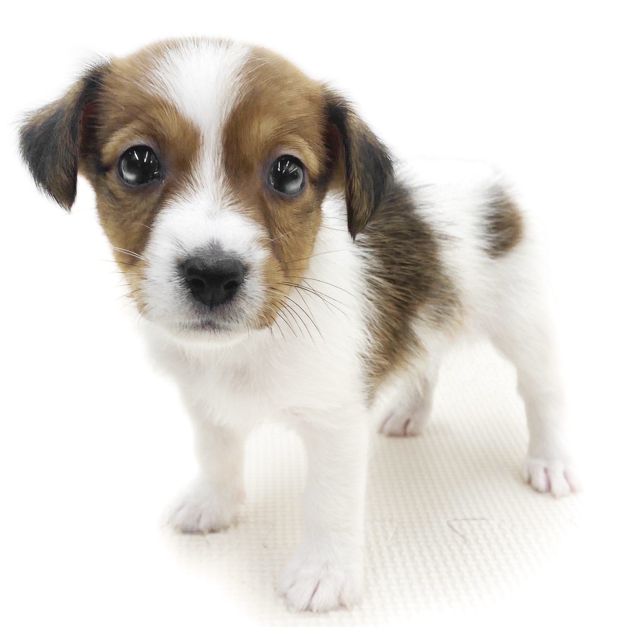 ジャックラッセルテリア | ペットショップ マルワン 小さめ子犬 美形な