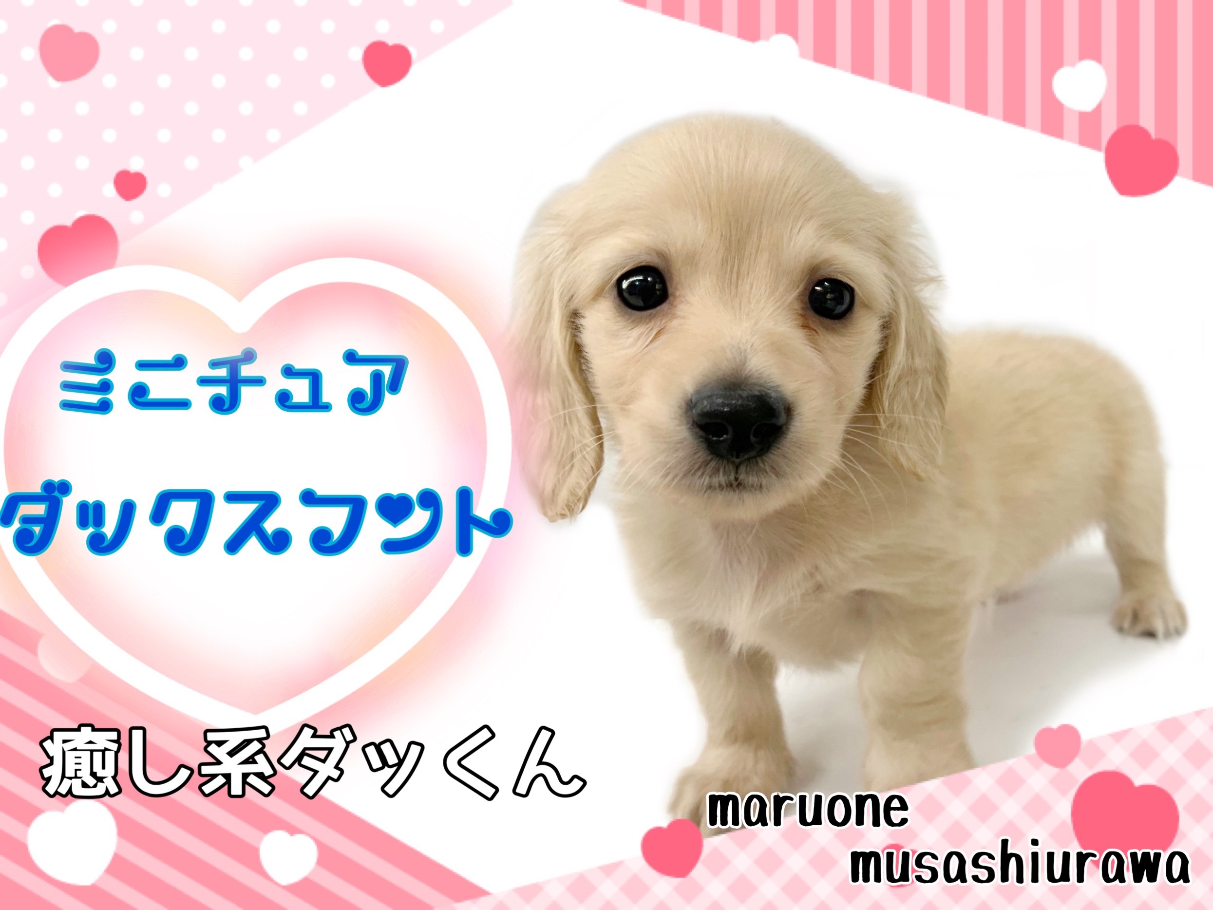 * vintage animal ❀ オレンジグラスアイ *ミニチュア ダックス vintage animal ❀ オレンジグラスアイ *ミニチュア ダックス - メルカリ