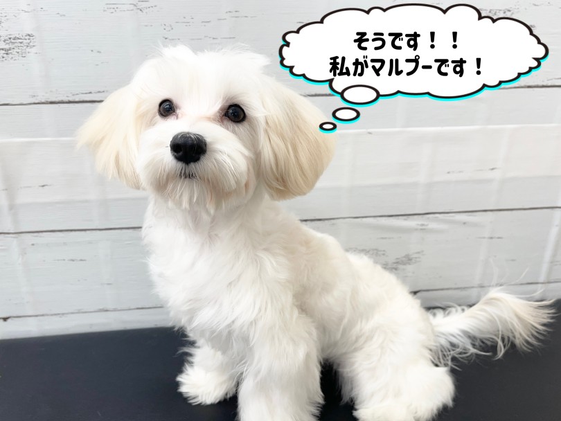 生後7ヶ月を迎えてさまざまなトレーニングをマスター | MIX犬 マルプー （6131204） - 本羽田店
