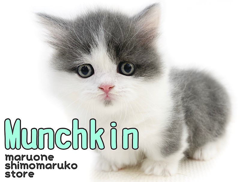 【色: 1. マンチカン（ベージュ）】【まるで猫と一緒に添い寝してる気分】毛布 Amazon｜tobest【まるで猫と一緒に添い寝してる気分】毛布