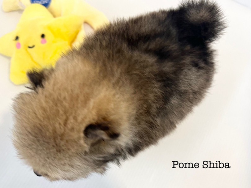 お耳のフチと背中からしっぽに向かって、濃いめのカラー | MIX犬 ポンシー （03-27） - 横浜 港北ニュータウン店
