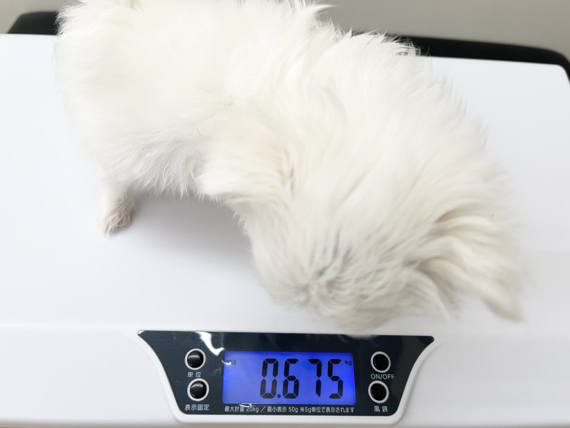 お店にきてから2週間 体重測定は675g | MIX犬 マルチワ （05-16） - 本羽田店