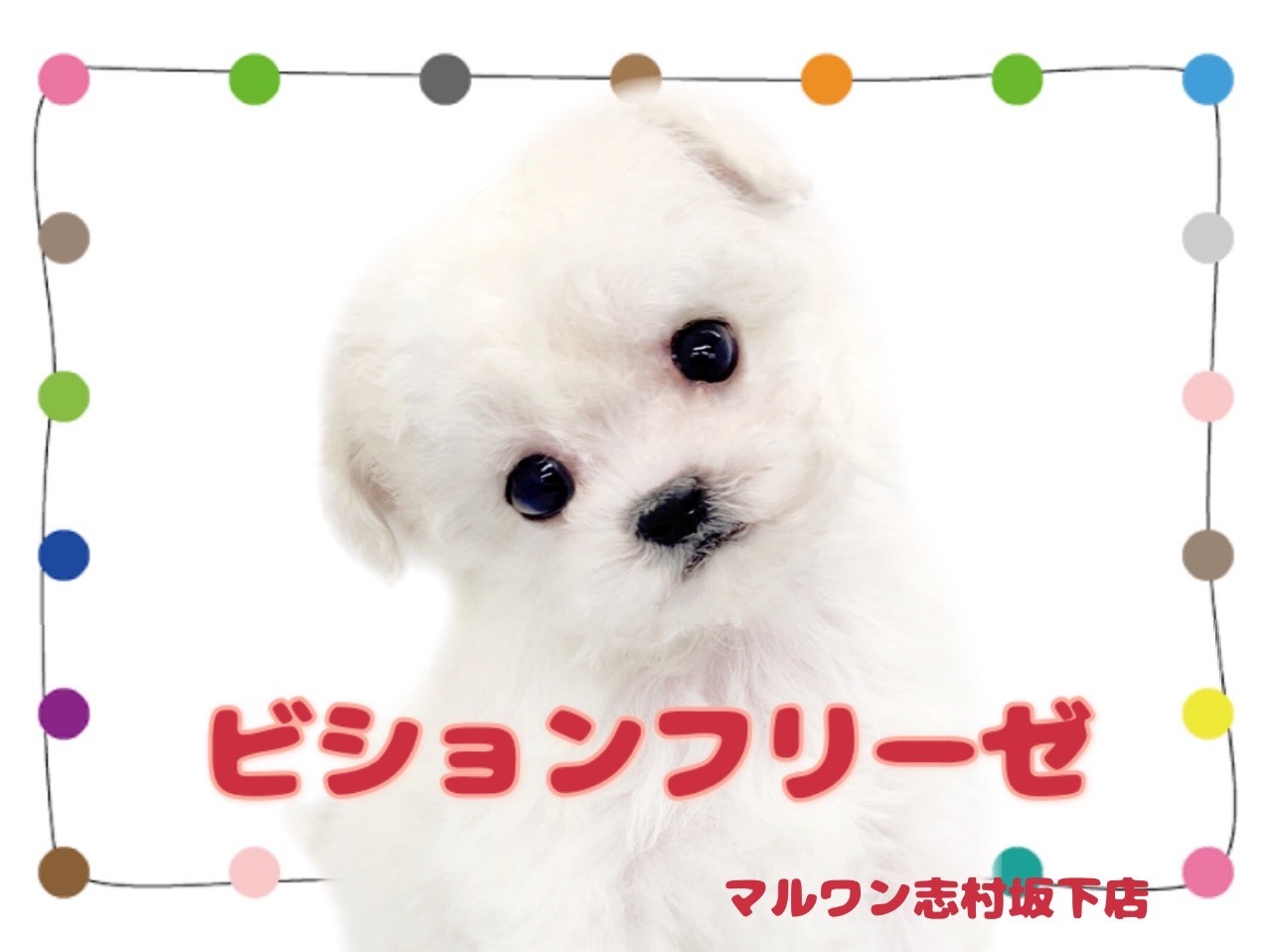 新作♡ビションフリーゼ『ri2015』『まろん＆クレア』コラボ商品 23bd16c9678dcb624b26ca83003251
