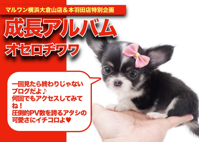 在庫限り】犬介護 着脱ラクチンでワンちゃんノンストレス