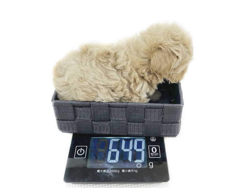 生後60日時点の体重は649g | MIX犬 マルプー （08-20） - 大和 相模大塚店
