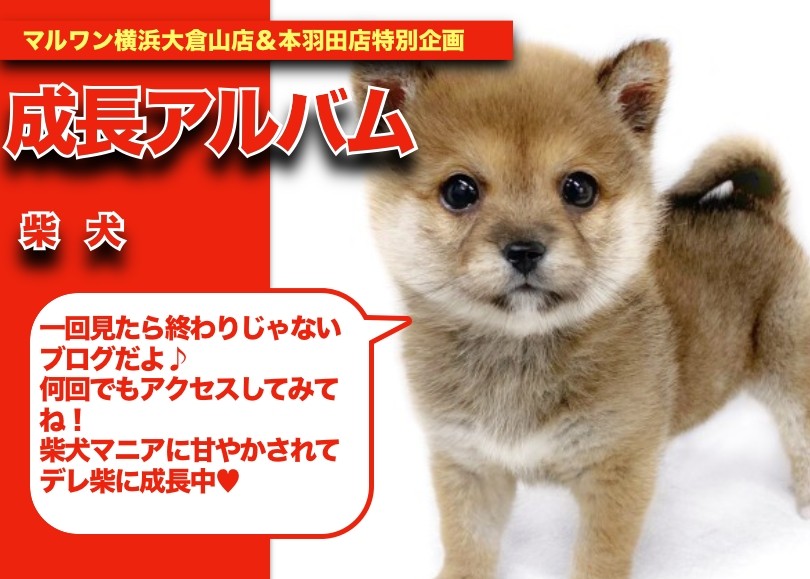 しばおくんの成長アルバム 】デレ柴に成長しているしばおくん成長記