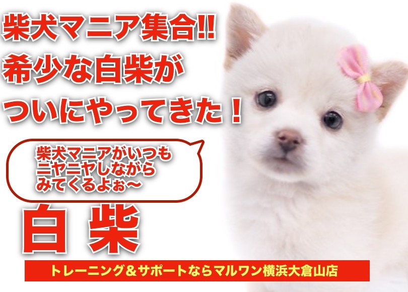 飼い主「悩殺された…」 セクシー路線な1枚が？(grape) - goo