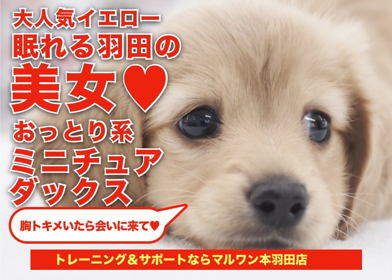 ミニチュアダックスフンド 】ルックス抜群！人気のイエロー