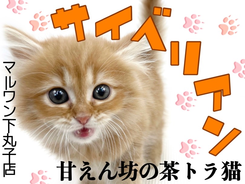 【 サイベリアン 】大きな目が印象的な美猫！遊び好きで人も好きな優しい性格の子