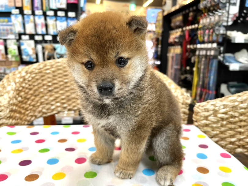 小熊のようなルックスが愛らしい❤︎ | 柴犬 （18-69） - 横浜 元町店