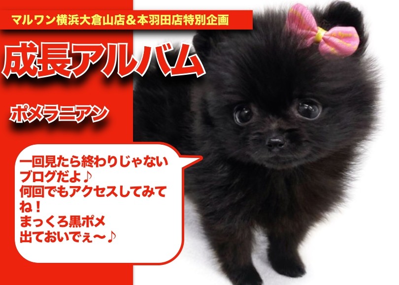 黒ポメちゃんの成長アルバム 】クリスマスに誕生した黒ポメ
