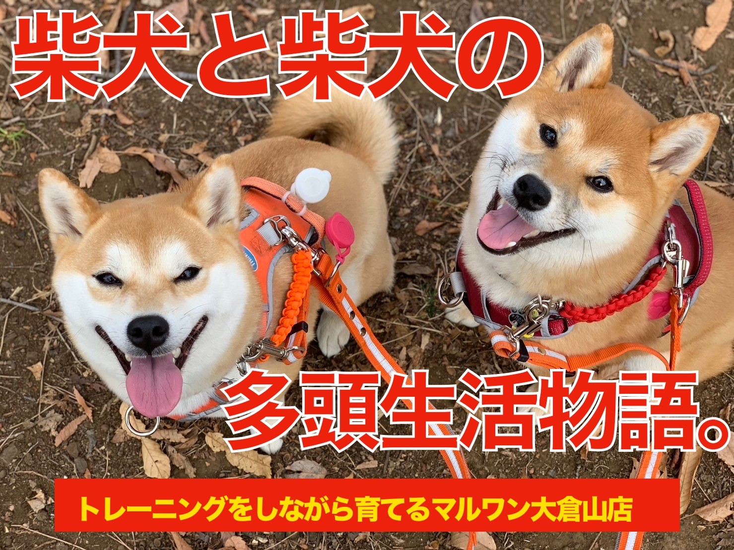 多頭物語】柴犬＆柴犬との多頭生活をマルワン大倉山店ユーザーに直撃！ | マルワンBLOG | ペットショップ マルワン 小さめ子犬 美形な子猫  初心者安心のサポート