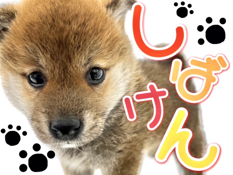【 柴犬 】可愛すぎる日本代表！小熊柴ちゃんをご紹介！