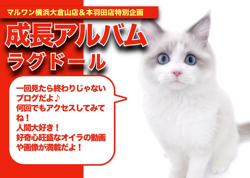 ラグドール成長アルバム 】幸せを呼ぶハチワレ模様のラグドールちゃん