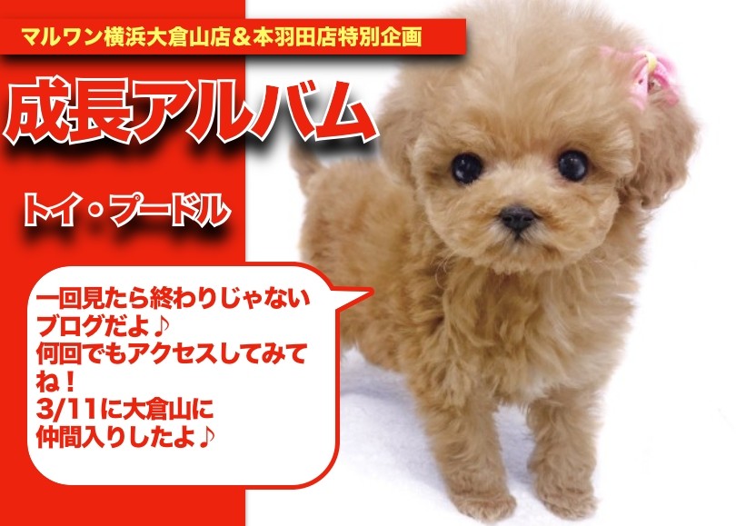アプリコットちゃんの成長アルバム 】濃いめのアプリコット