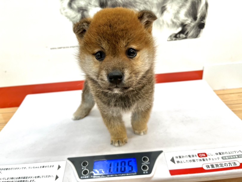 現在の体重は1,1kg | 柴犬 （18-69） - 横浜 元町店