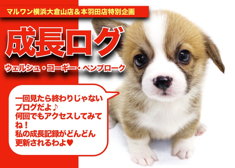 ベリーちゃんさま専用 コーギーちゃん