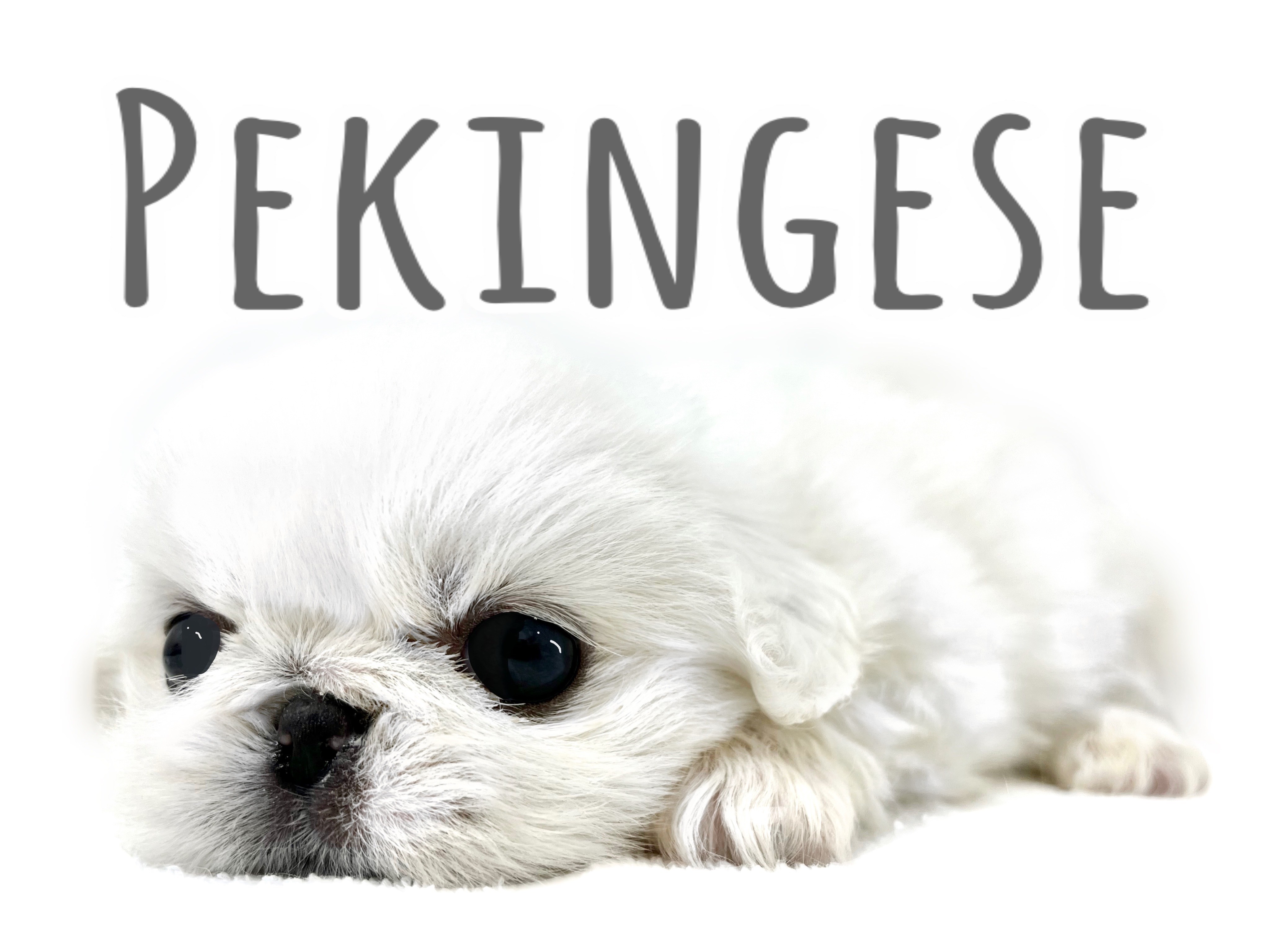 ペキニーズ 】まるでおまんじゅう！魅惑のもちぷにボディをご堪能あれ