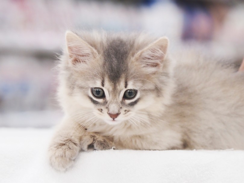 「究極の美猫」本羽田店のソマリちゃんに一度は会ってみてください | ソマリ （05-25） - 本羽田店