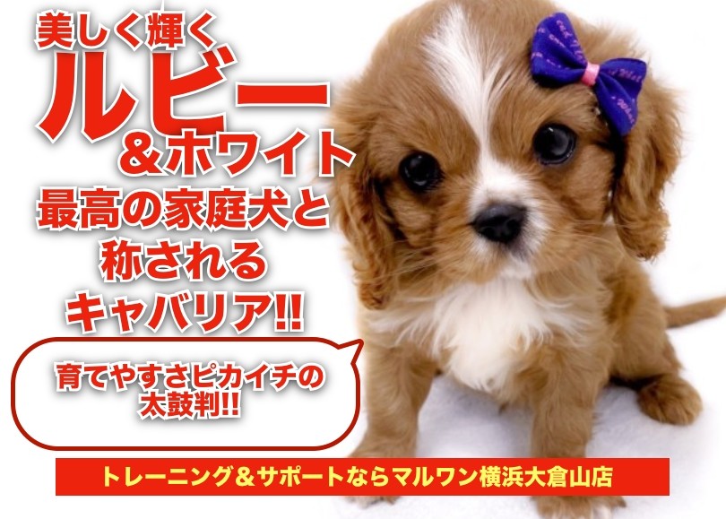 キャバリア 】最高の家庭犬と称される犬種！希少なルビーカラーに大