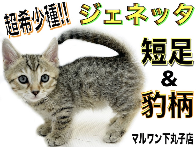 ジェネッタ 】超希少種！短足とヒョウ柄が特徴的なワイルドで甘えん坊