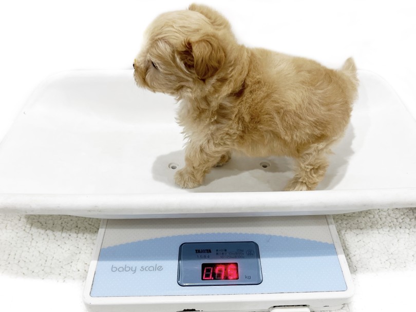 成犬時の予想体重は3kgほど | MIX犬 マルプー （02-21） - 横浜 白楽店