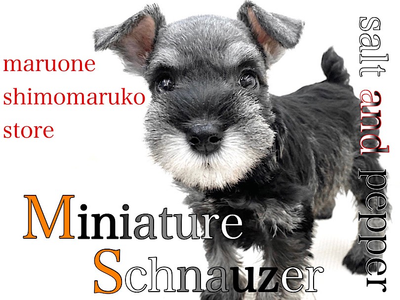 3881d57d06bd14fe86fe260de25839