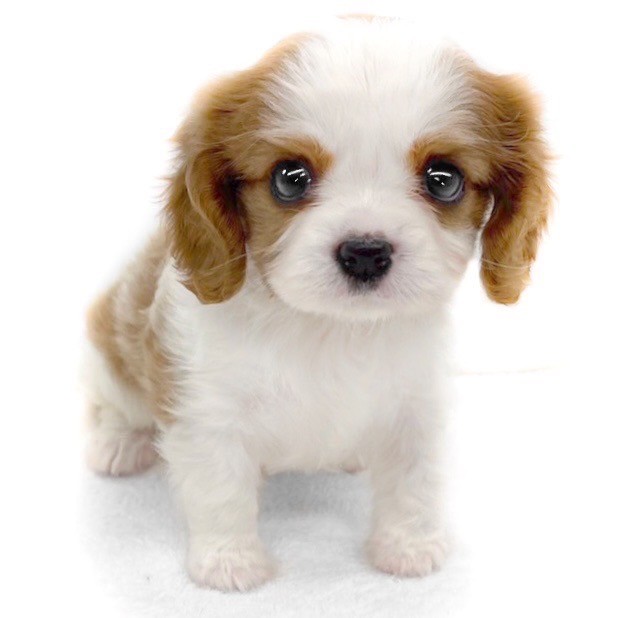 キャバリア・キングチャールズ・スパニエル | ペットショップ マルワン