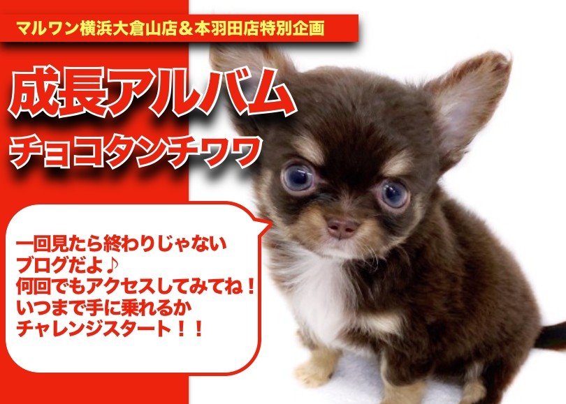 チワワちゃんの成長アルバム 】手乗りチョコタンチワワちゃんの成長記