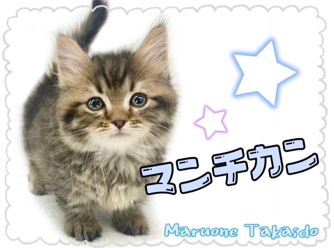 マンチカン 】よちよち歩きのイケにゃん！甘えん坊な男の子