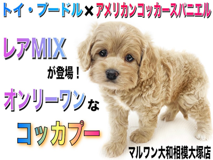 MIX 】レア犬種！トイプードルとアメリカンコッカーのミックス犬