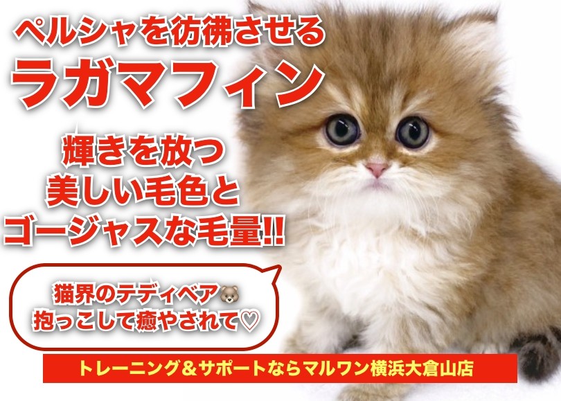ラガマフィン 】ペルシャを彷彿させる猫界のテディベアがやってきた