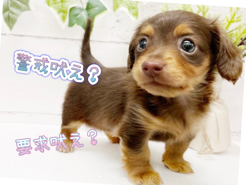 しつけをすることでその内容をきちんと学習することができる犬種でもあるんです！ | カニンヘン・ダックスフント （19-35） - 東川口店