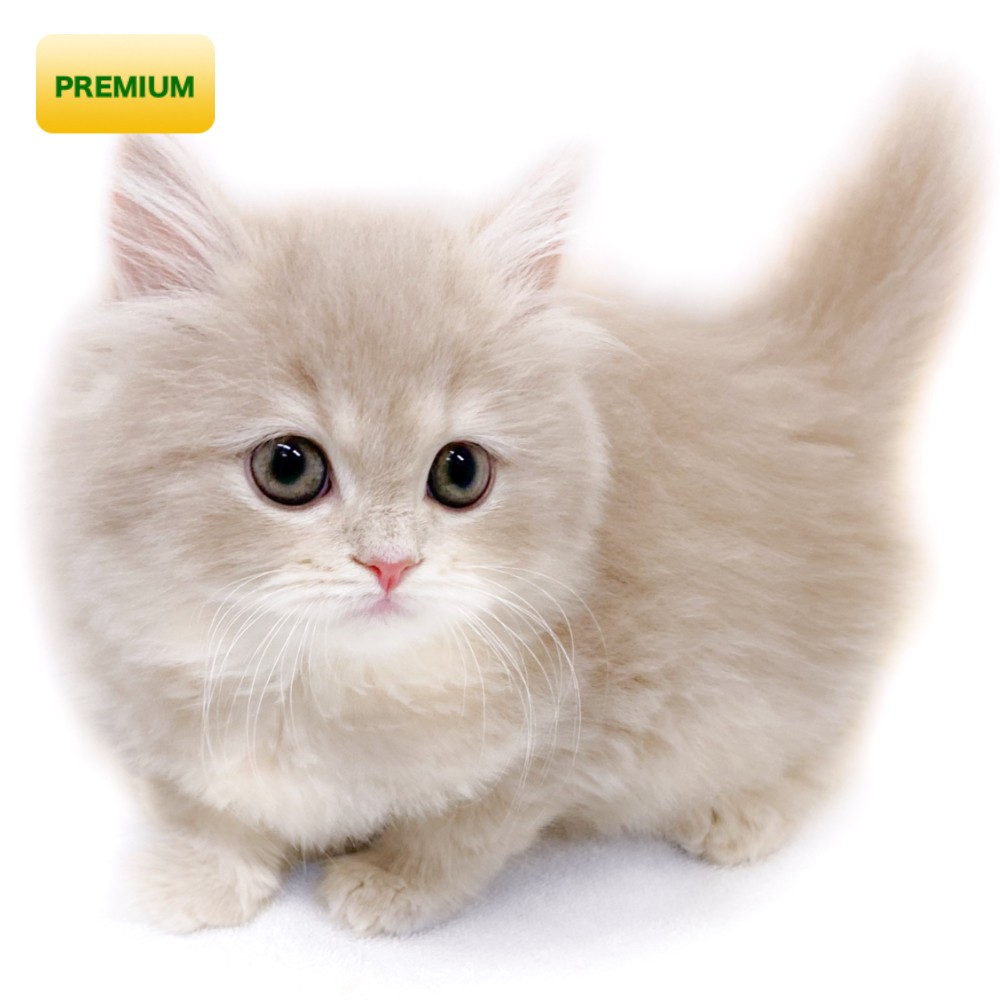 サマーシリーズ、被るだけマリンカラー(赤)わんちゃん猫ちゃん用 定番・真っ赤な水玉の猫首輪｜猫の首輪専門店CONOHA