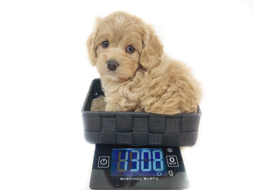 生後2ヶ月時点の体重は1308g。身体付きはガッチリ | MIX犬 コッカプー （08-33） - 大和 相模大塚店