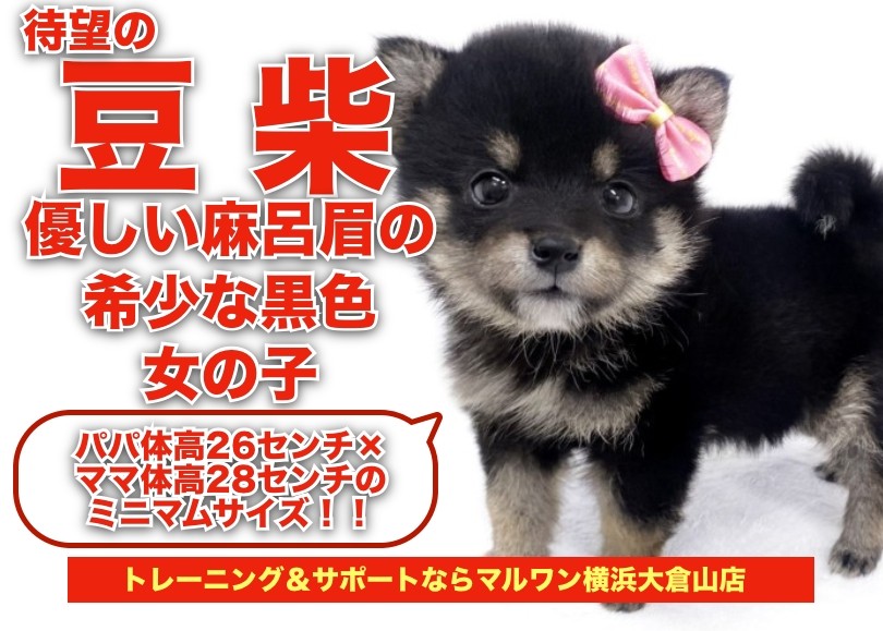 黒柴桜さん、売約済み、オレンジ、40cm 黒柴桜さん、売約済み、オレンジ、40cm