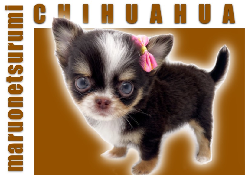 チワワ 】チョコタン&ブルーアイズ！マルワンプレミアムの驚異の可愛さ