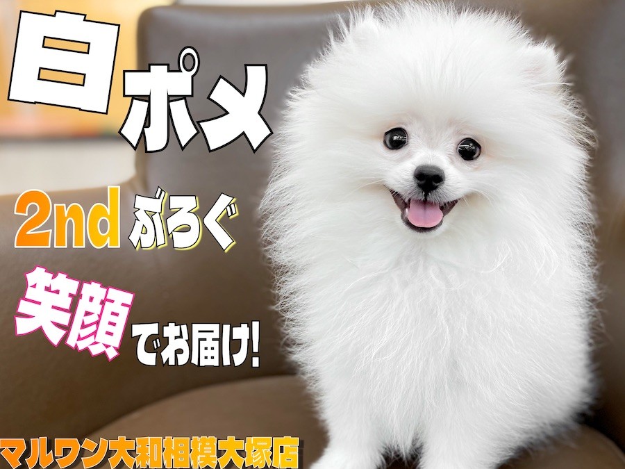 ポメ子様おまとめ中！ | monsterdog.com.br