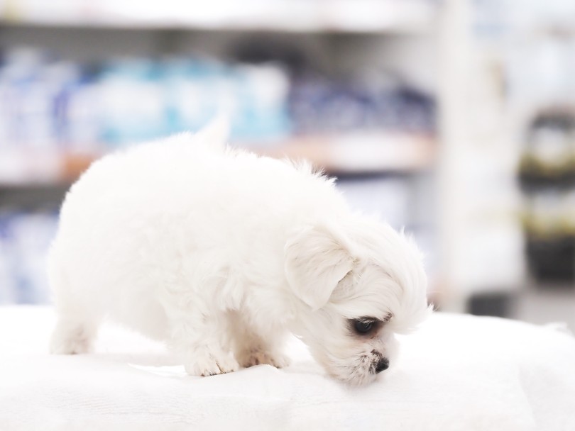 クリアなホワイトコートに注目！ | MIX犬 マルプー （05-35） - 本羽田店